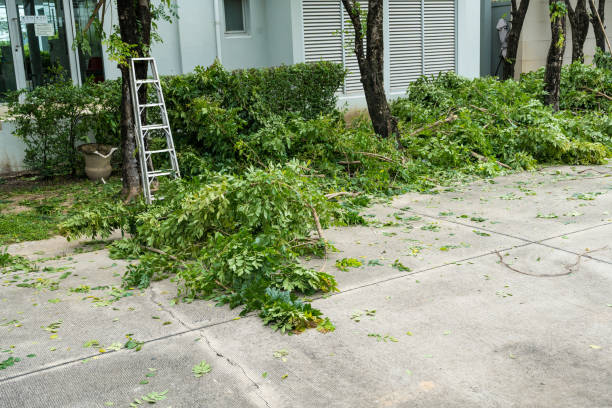 Best Stump Grinding and Removal  in Canton, SD